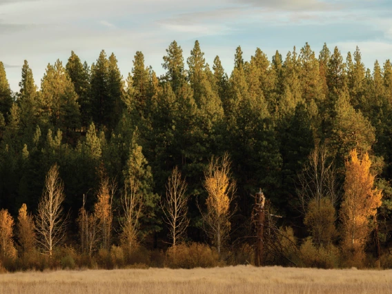 Forest in Climate Control