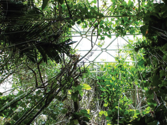 The rainforest at Biosphere 2 