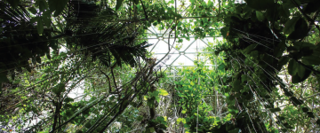 The rainforest at Biosphere 2 